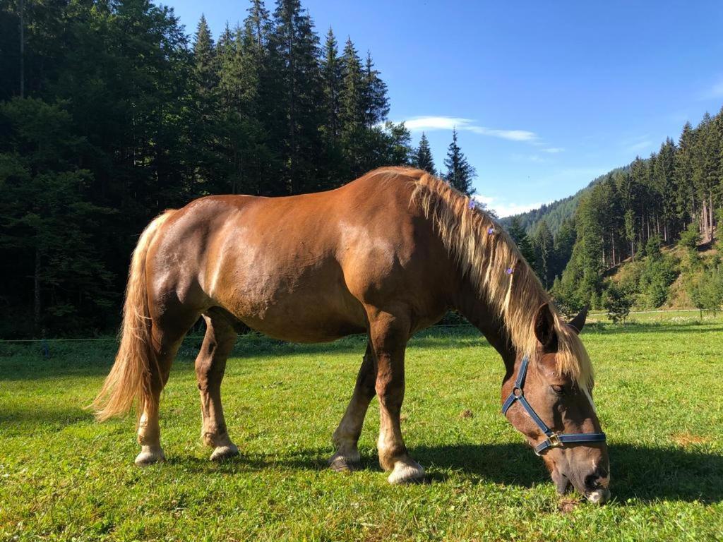 Willa Baita Alpenrose Ugovizza Zewnętrze zdjęcie