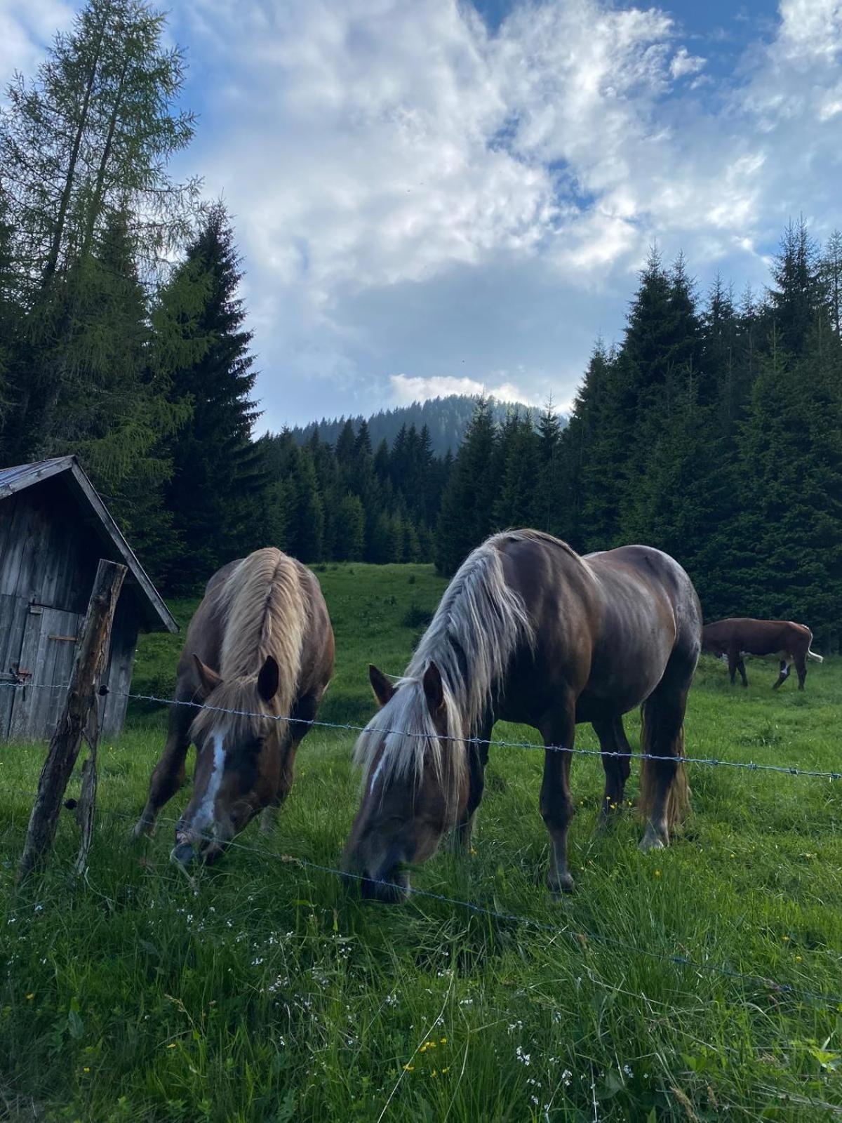 Willa Baita Alpenrose Ugovizza Zewnętrze zdjęcie